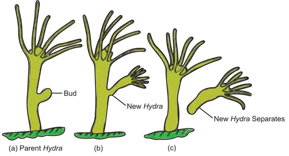 Biology00