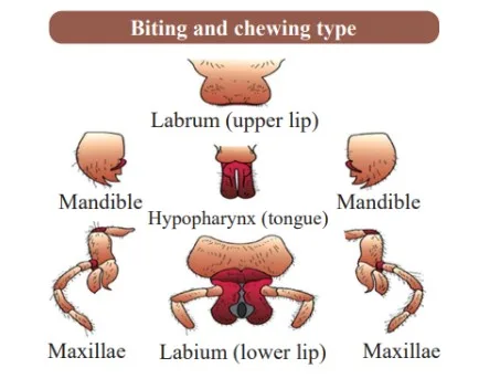 Mouth Parts of cockroach