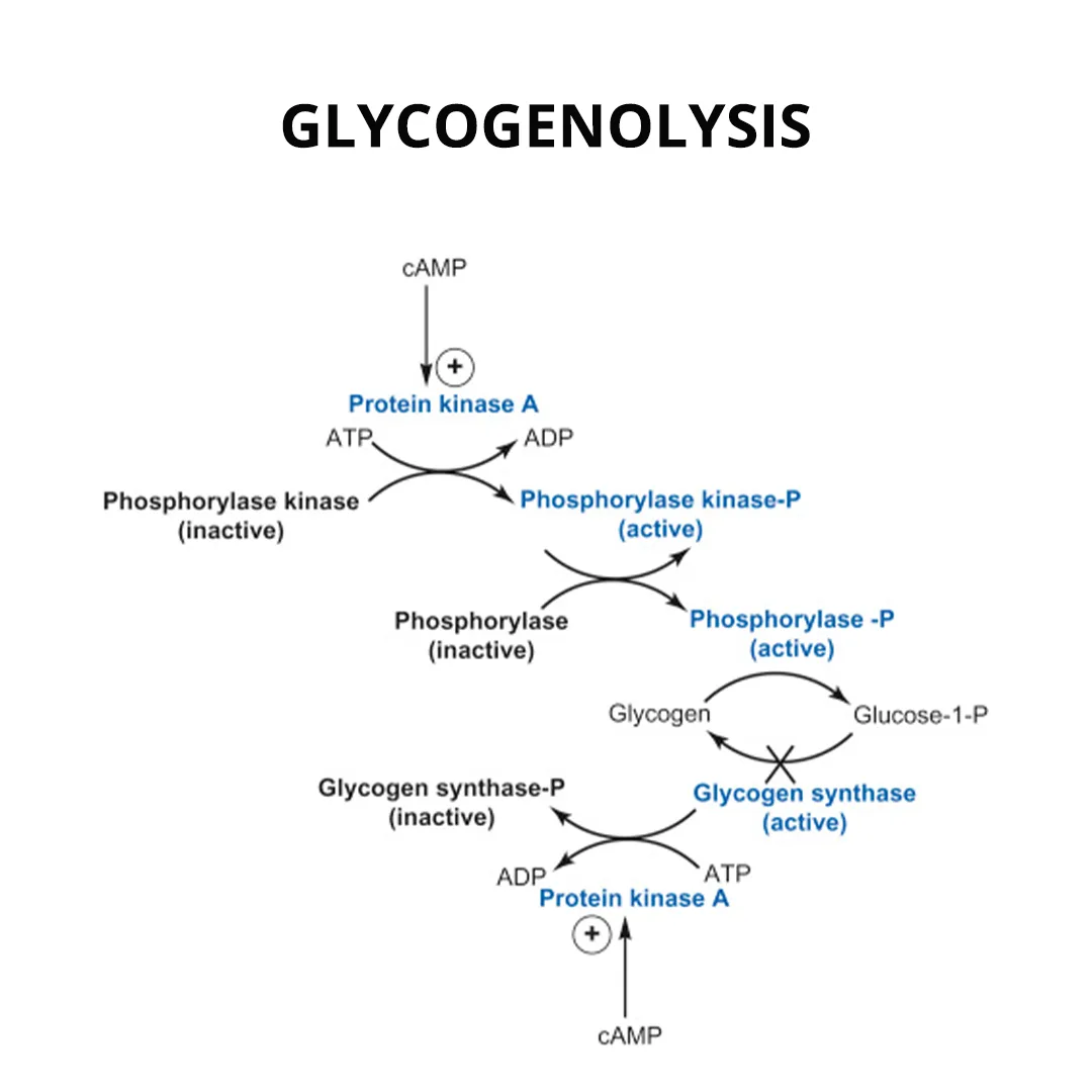 Glycogenolysis diagram