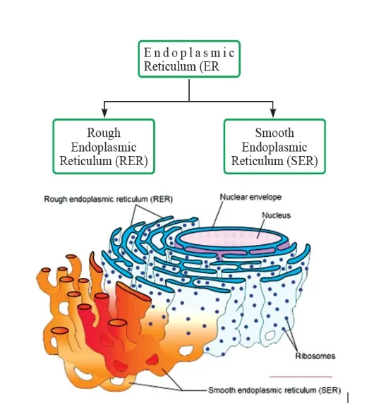 Endoplasmic Reticulum