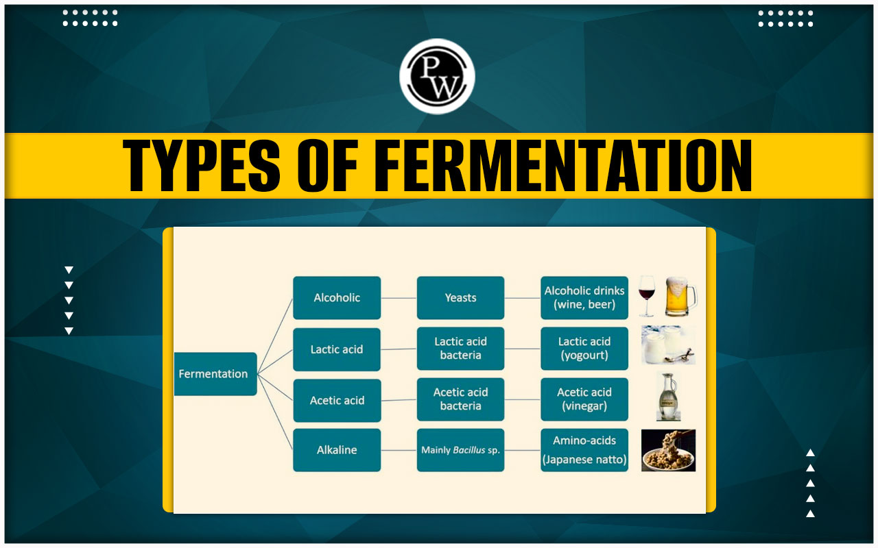 Types of Fermentation - Definition, Process, Examples, Advantages