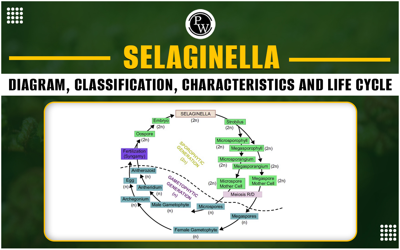 Selaginella