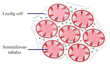 Enlarged view of Leydig cells Diagram