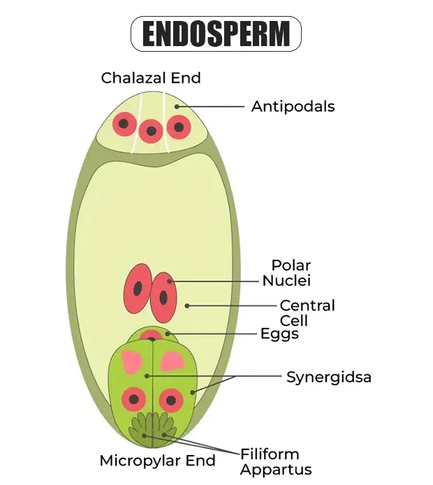 Endosperm Diagram