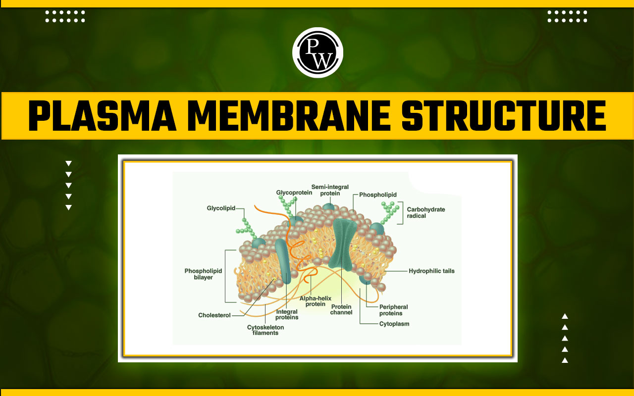 Plasma Membrane Structure