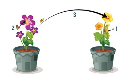Pollination