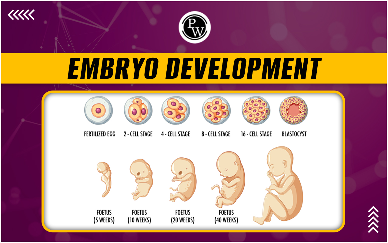 Embryo
