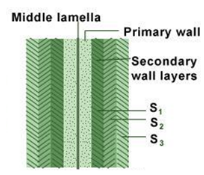 cell-wall layers