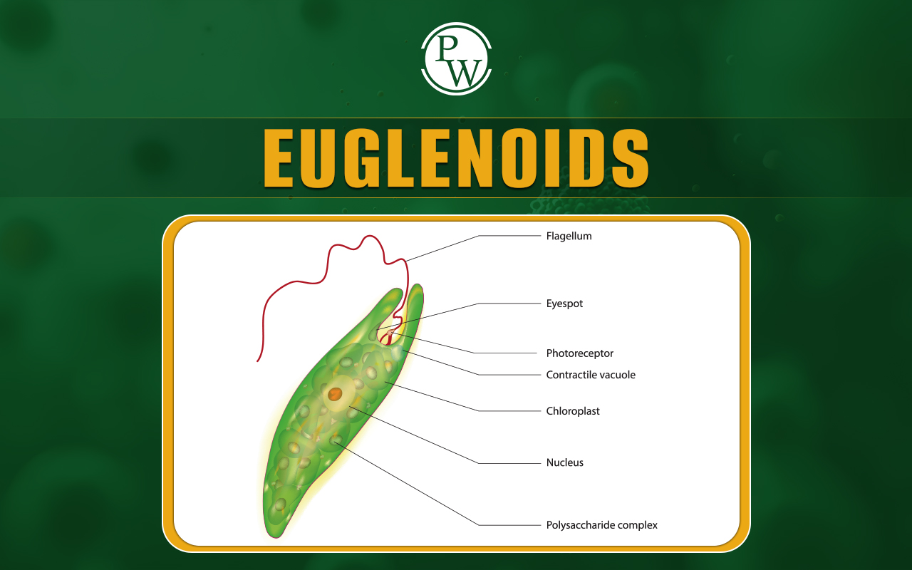 Euglenoids, Definition, Structure, Classification, and Reproduction