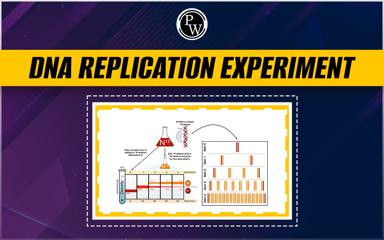 DNA Replication Experiment