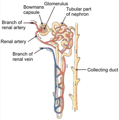 ncert%20-%20nephron