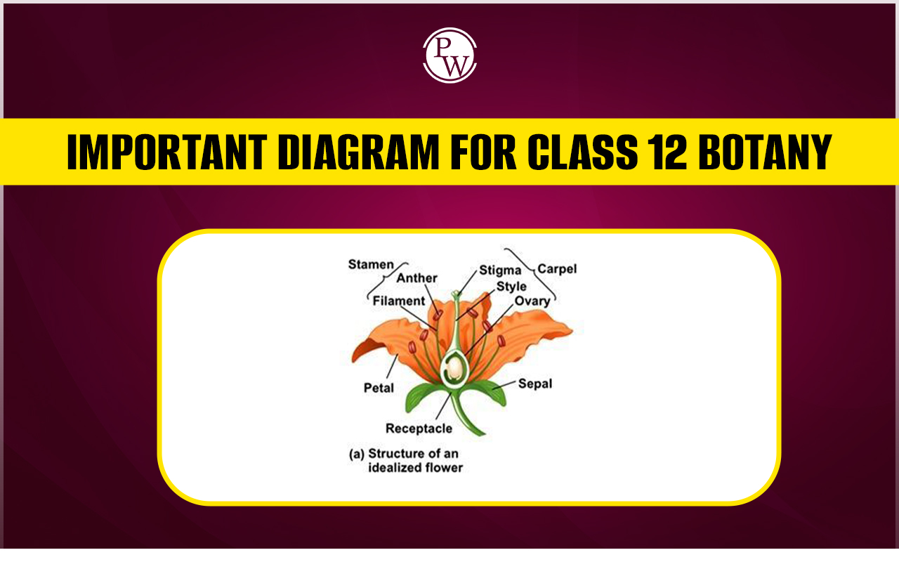 Important Diagram for Class 12 Botany