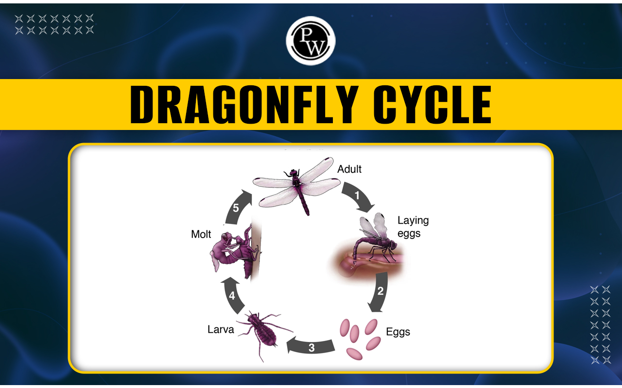 Dragonfly Life Cycle