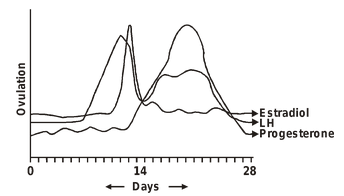 Menstrual cycle : (mensem = month)