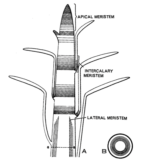 Meristems Based On Origin