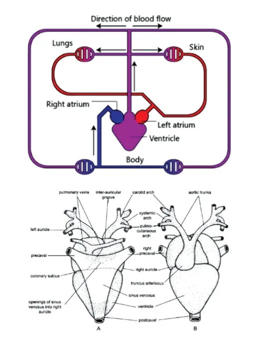 Circulatory system of Frog