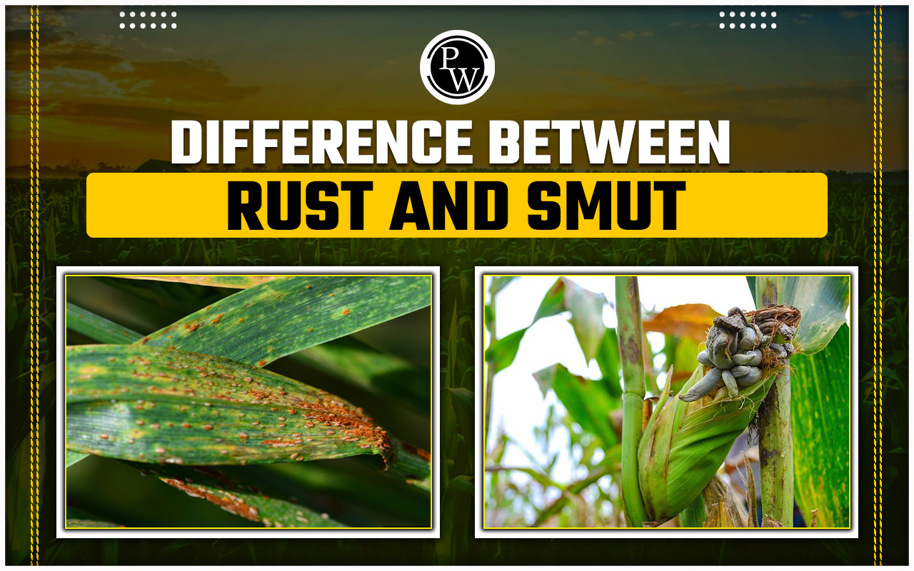 Difference Between Rust And Smut