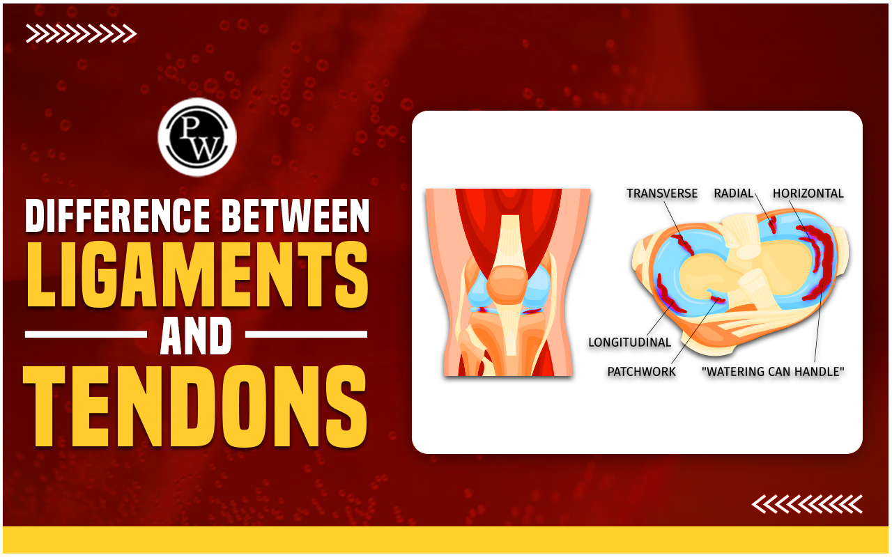 Difference Between Ligaments and Tendons