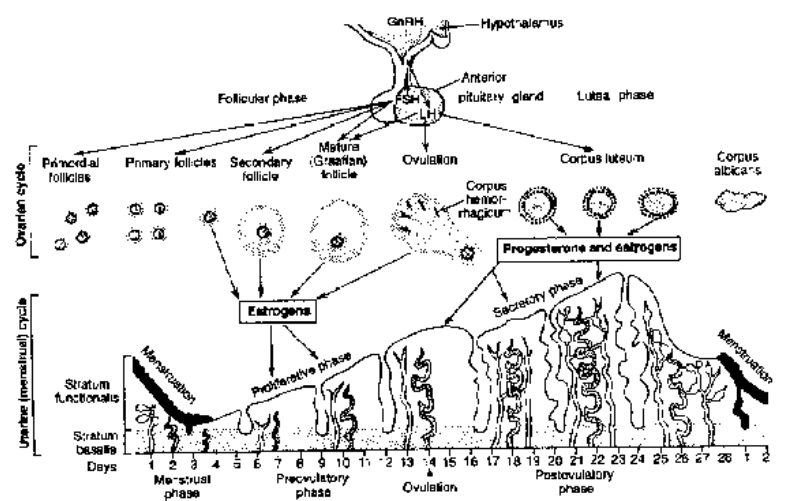 Menstrual cycle : (mensem = month)