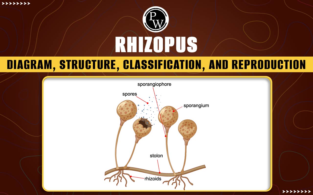 Rhizopus, Diagram, Structure, Classification, and Reproduction
