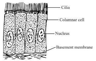 Ciliated columnar Diagram