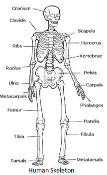 human skeleton