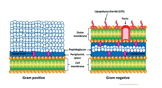 Gram Staining