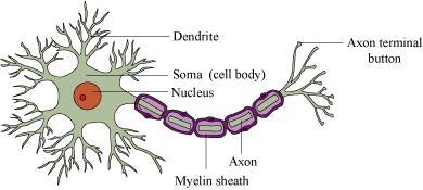 NCERT solution for class 11 biology Chapter 21-Neural Control and Coordination