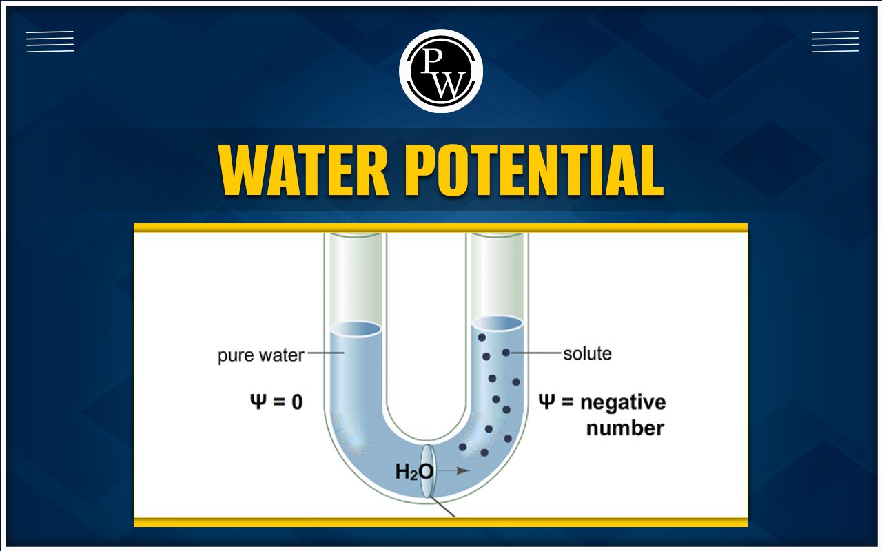 Water Potential - Definition, Formula, Factors and Importance