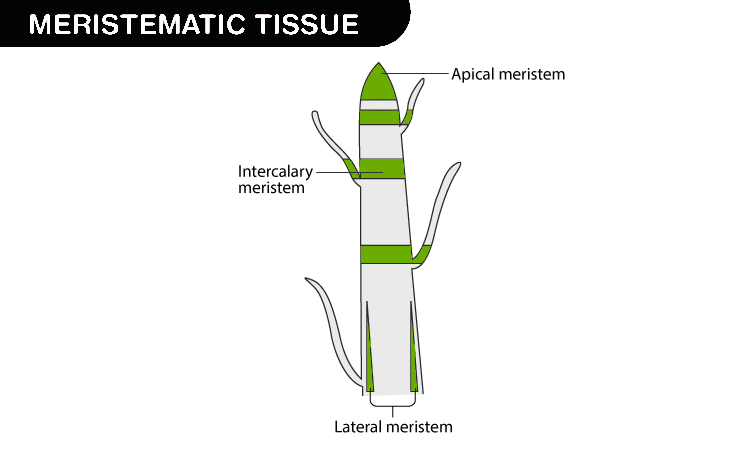 Biology Article Meristematic Tissue