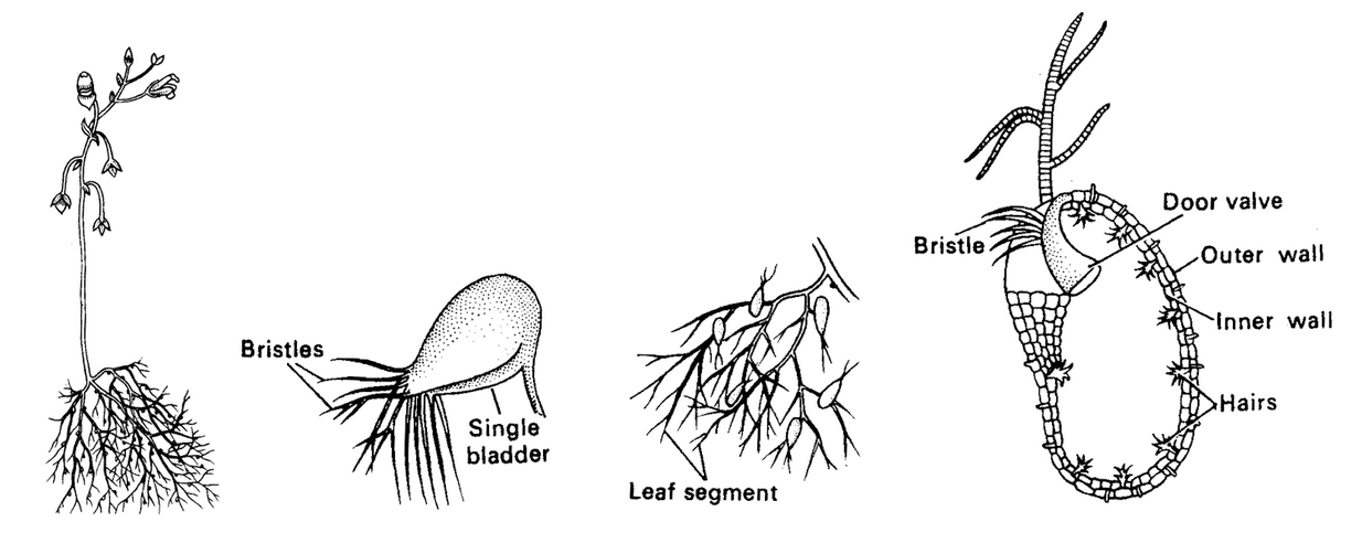 Phyllotaxy