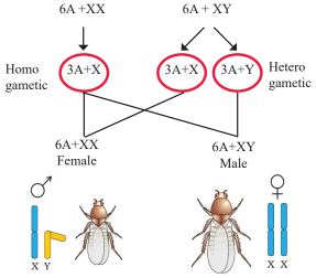 Sex determination by chromosomal differences in Drosophila