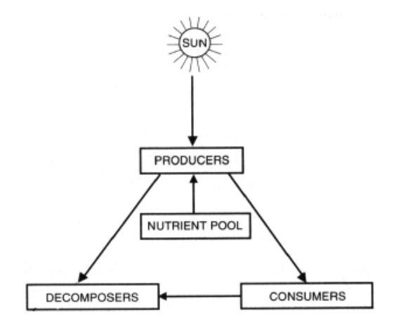 Ecosystem