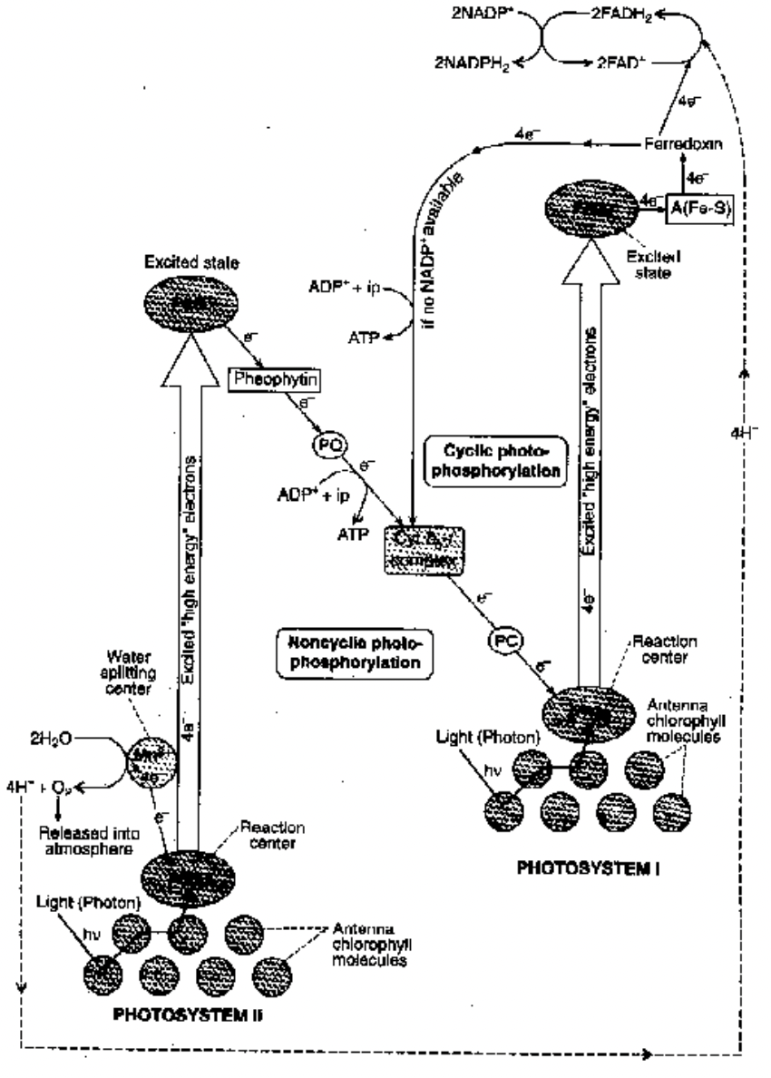 The Light Reaction (Hill Reaction)