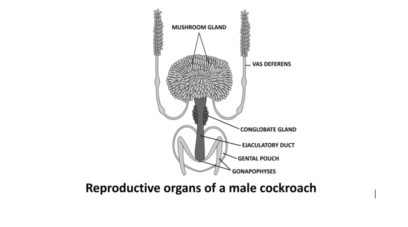 Reproductive organ of male cockroach