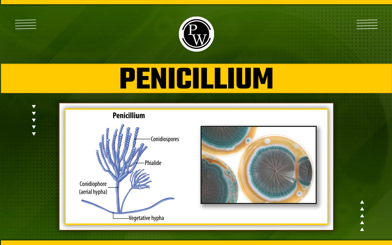 Penicillium