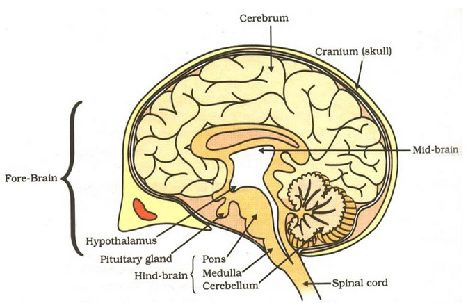Nervous System In Human