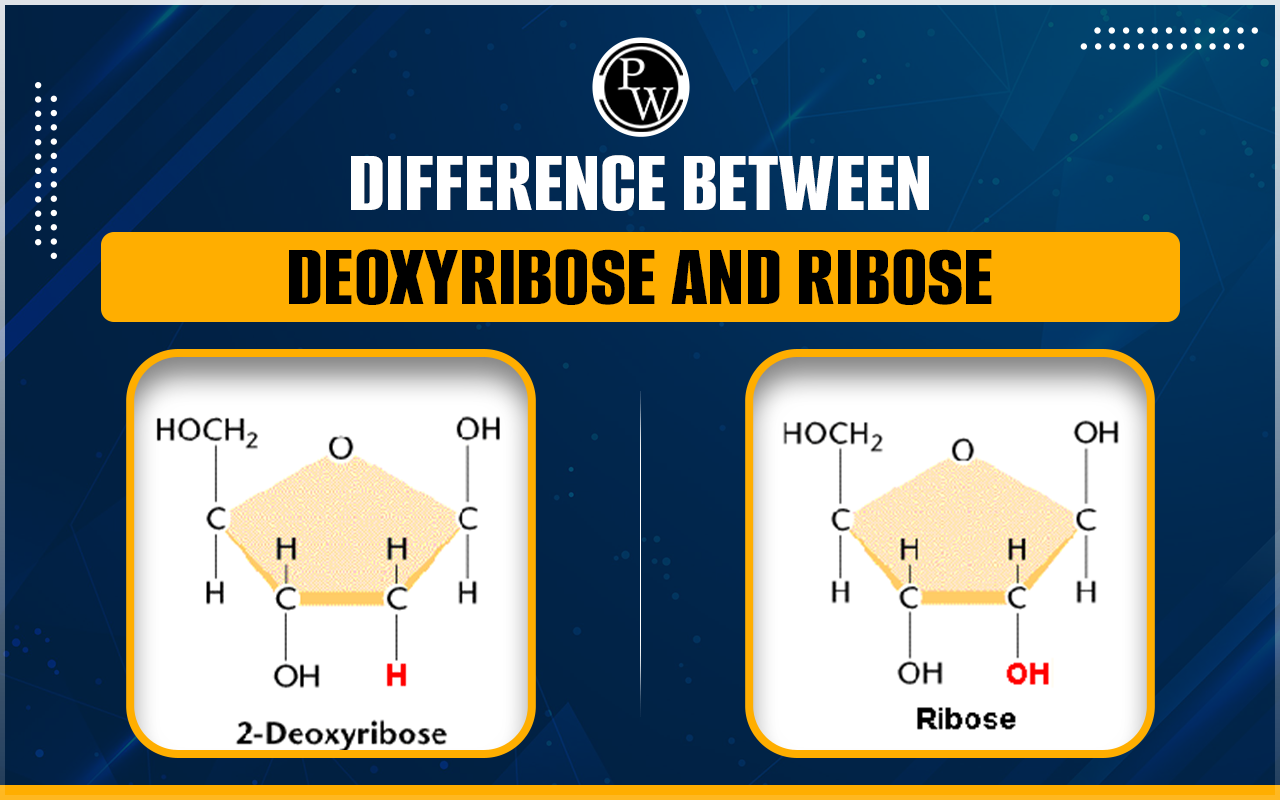 Difference Between Deoxyribose and Ribose