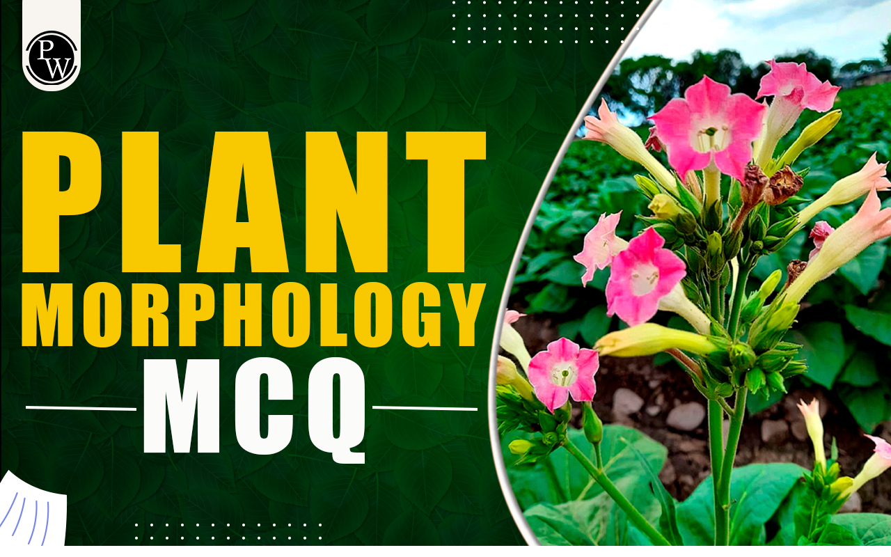 Plant Morphology MCQ