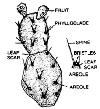 Stem