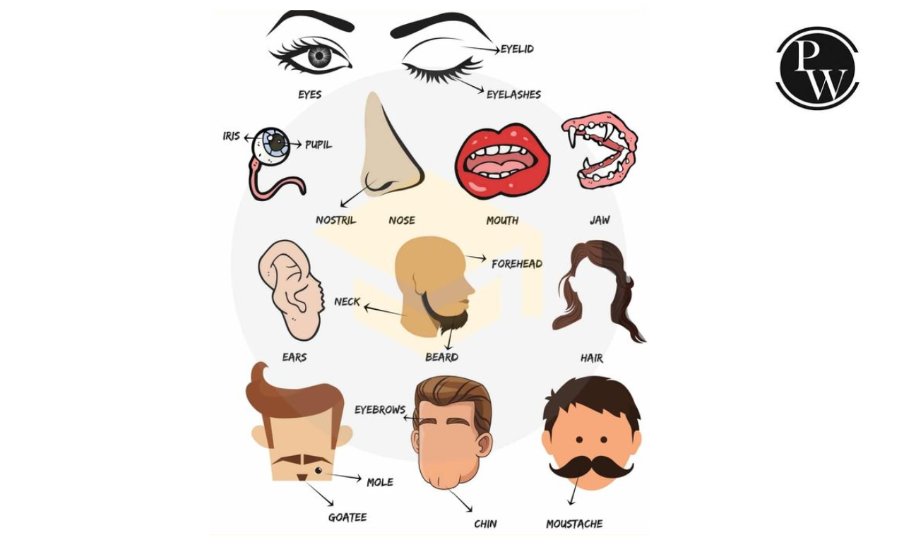 Face Parts Name
