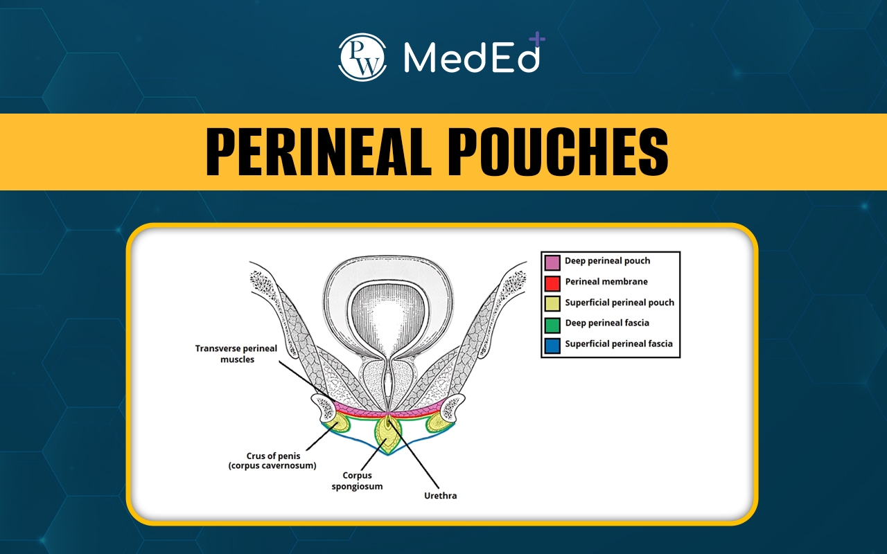 Perineal Pouches, Anatomy & Conditions