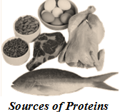 sources for proteins