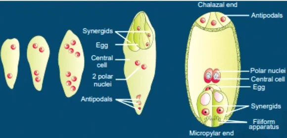 Female Gametophyte