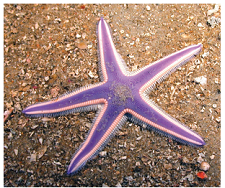Star fish 123