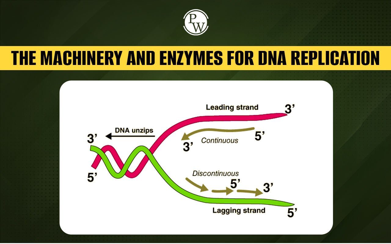 The Machinery and Enzymes for DNA Replication