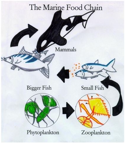 food_chain