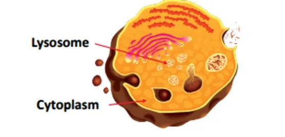 Lysosome