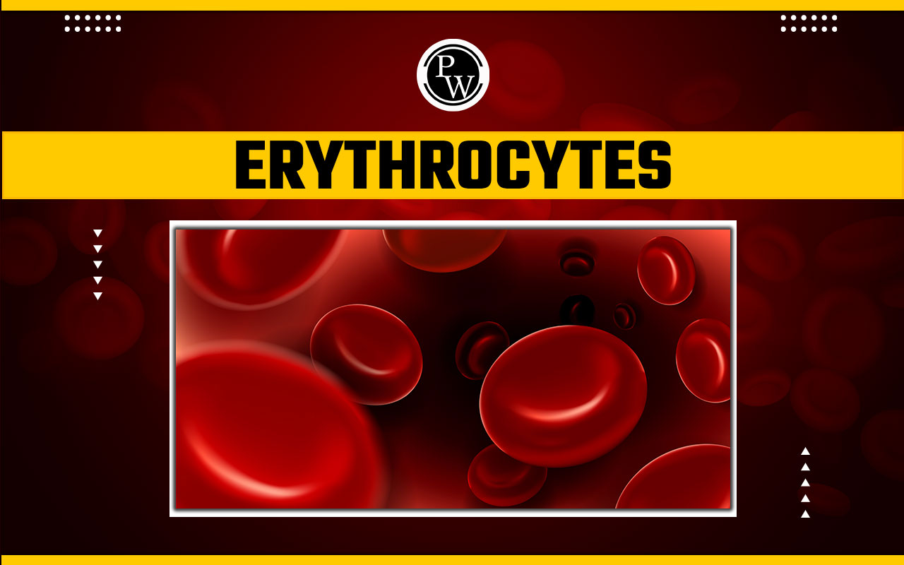 Erythrocytes
