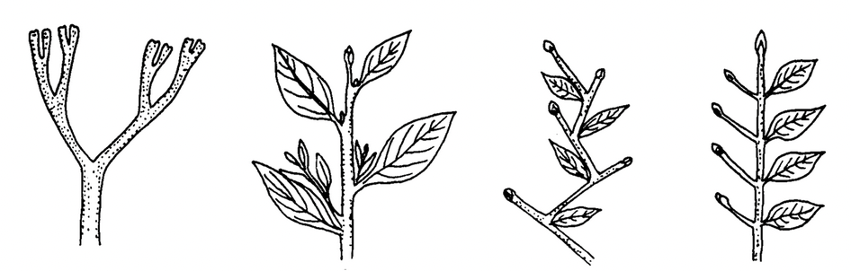 Stem